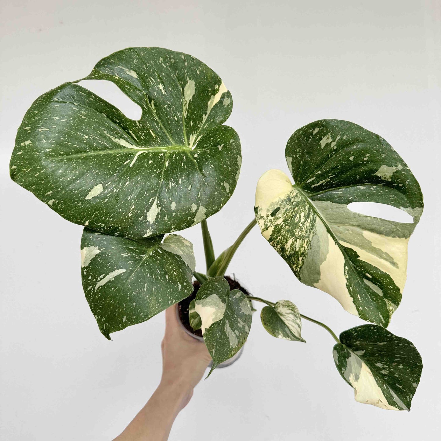 Monstera Thai Constellation