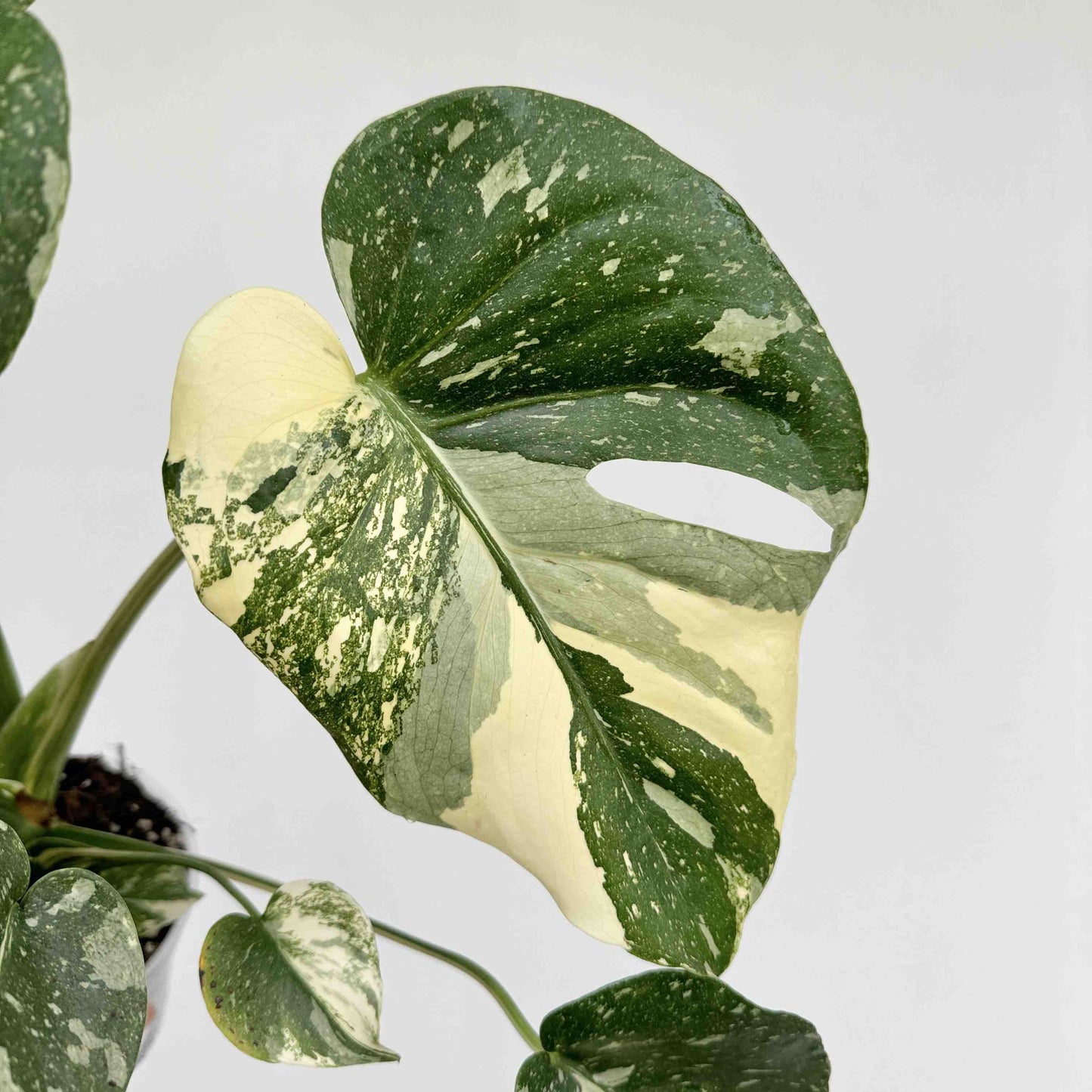 Monstera Thai Constellation