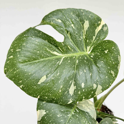 Monstera Thai Constellation