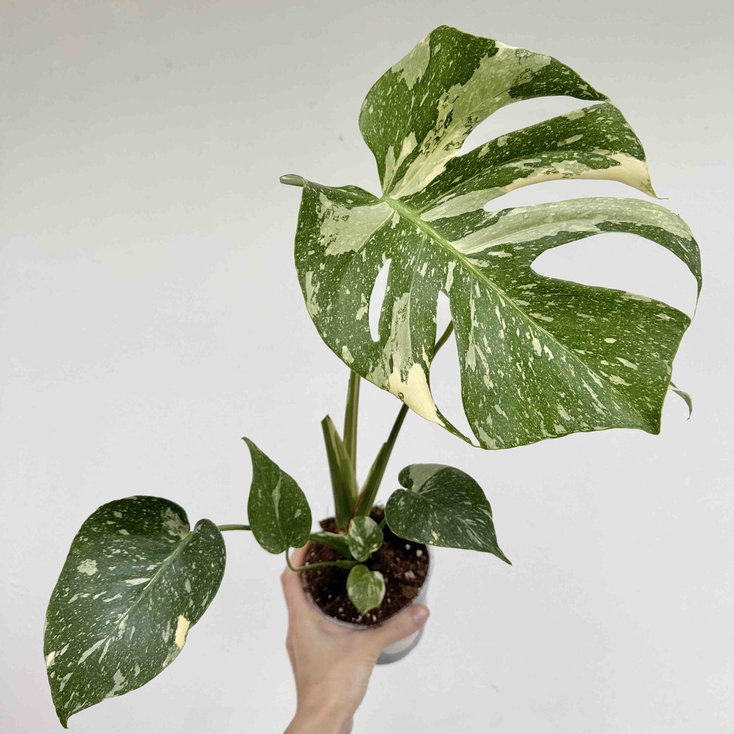 Monstera Thai Constellation