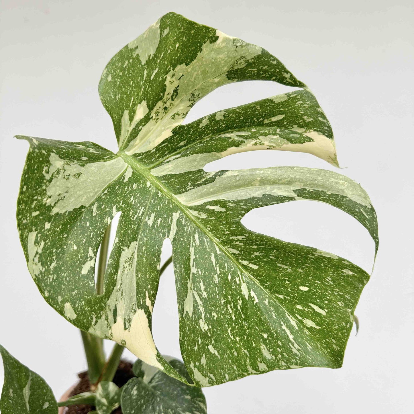 Monstera Thai Constellation