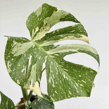 Monstera Thai Constellation