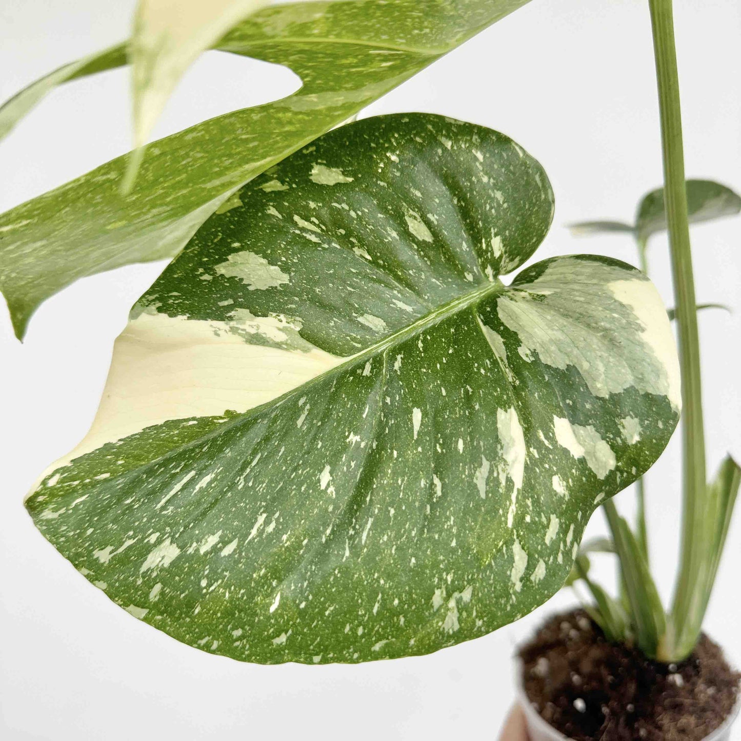 Monstera Thai Constellation