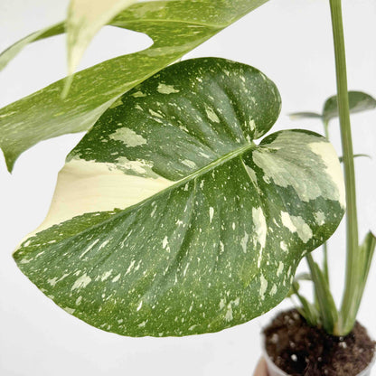 Monstera Thai Constellation