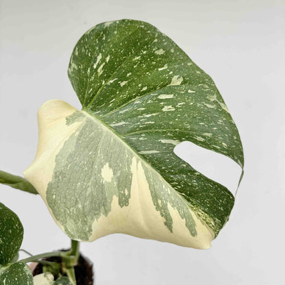 Monstera Thai Constellation