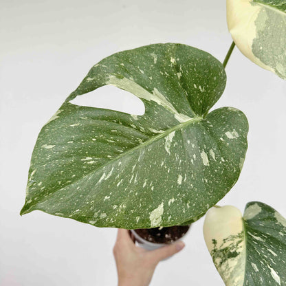 Monstera Thai Constellation