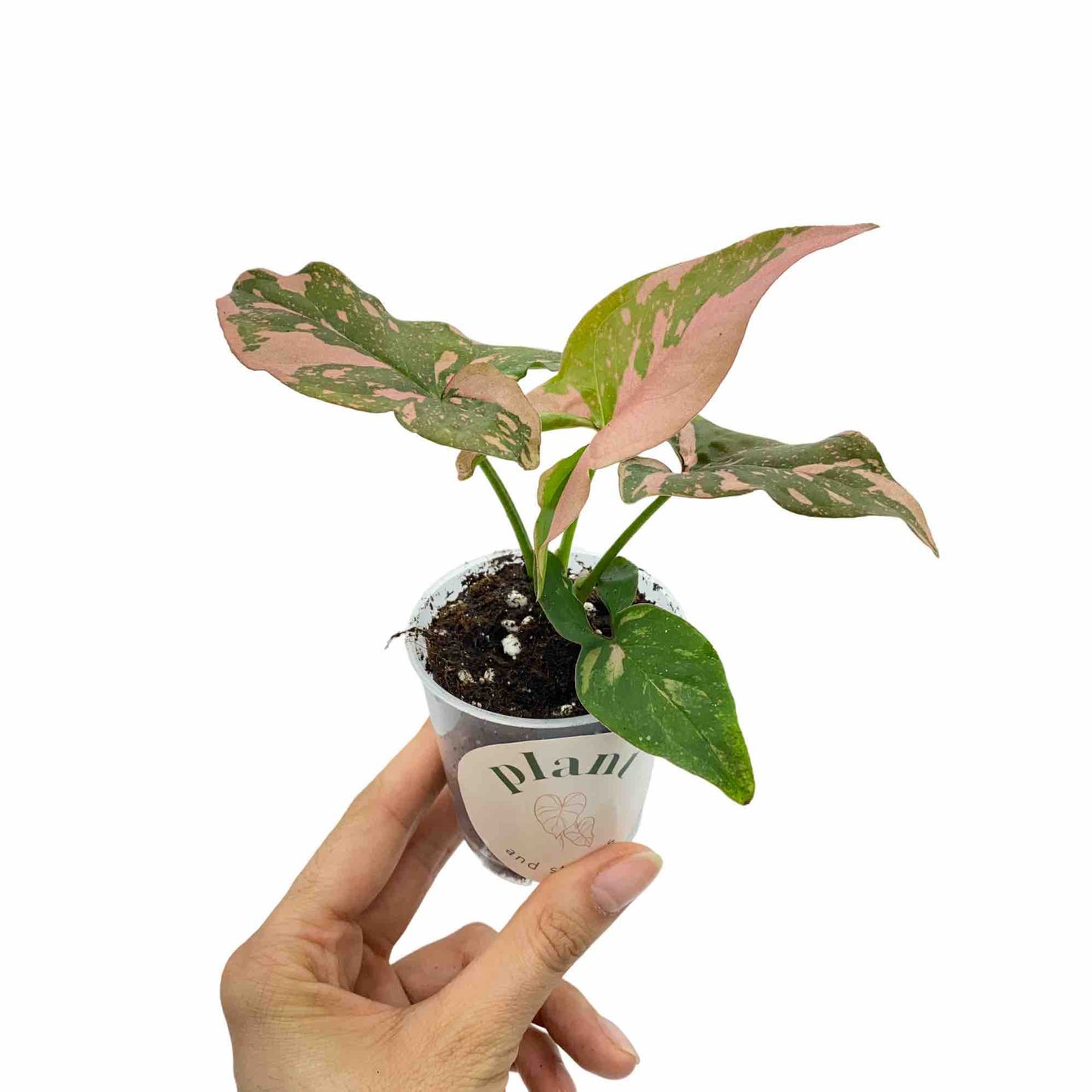 Syngonium Red Spot / Pink Splash