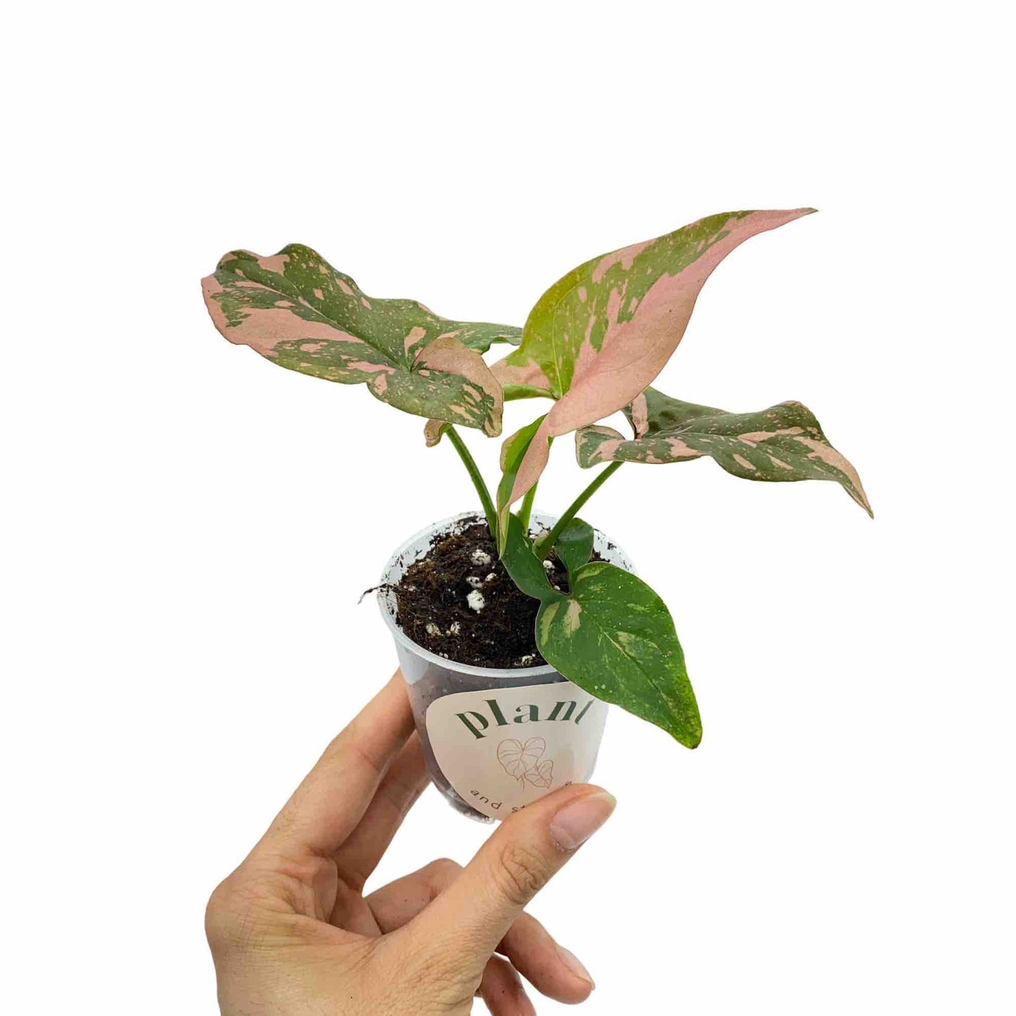 Syngonium Red Spot Pink Splash en pot de culture transparent avec des feuilles vertes panachées de rose pâle