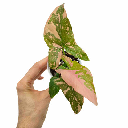 Syngonium Red Spot / Pink Splash