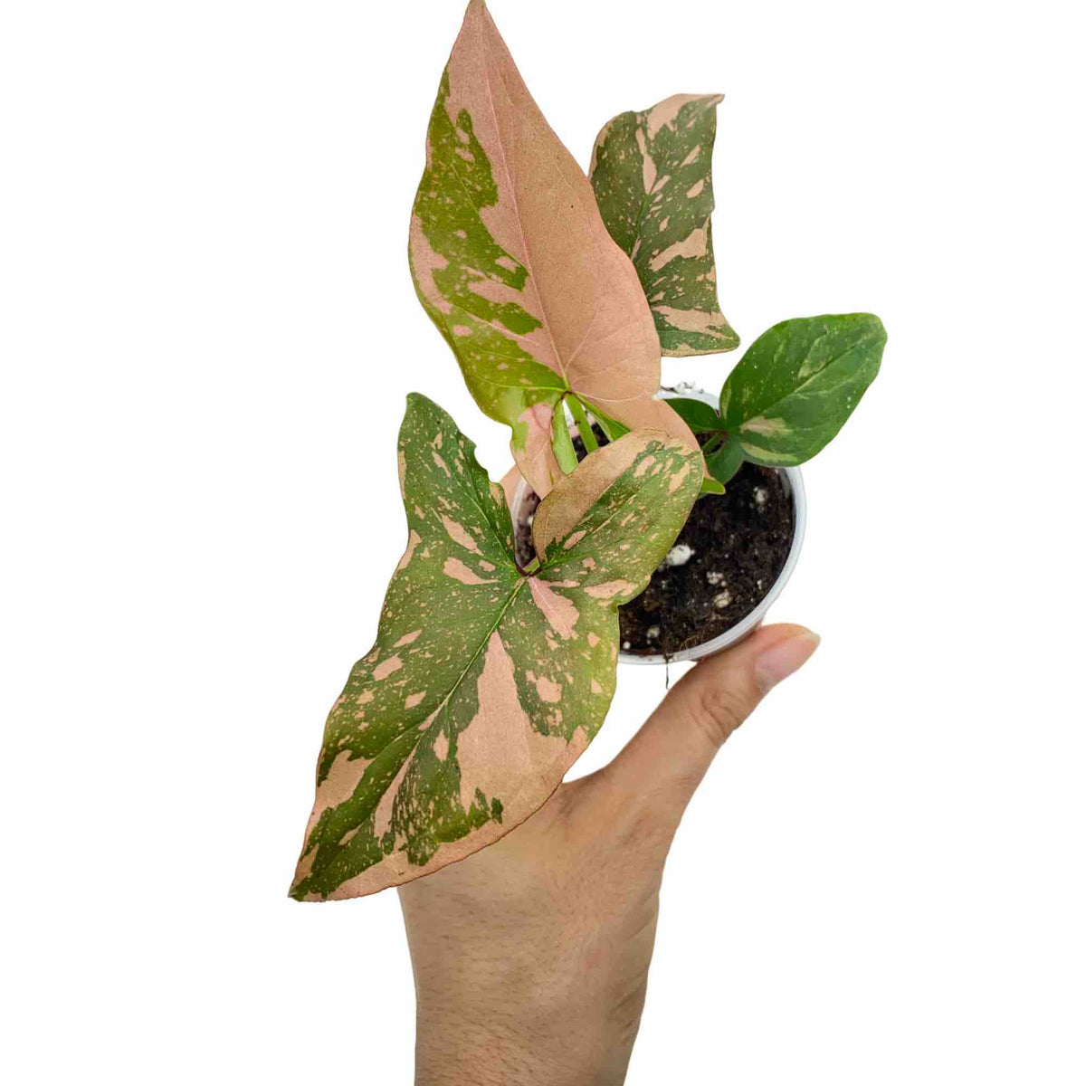 Un jeune Syngonium Red Spot Pink Splash aux feuilles vertes et roses en forme de flèche dans un petit pot blanc