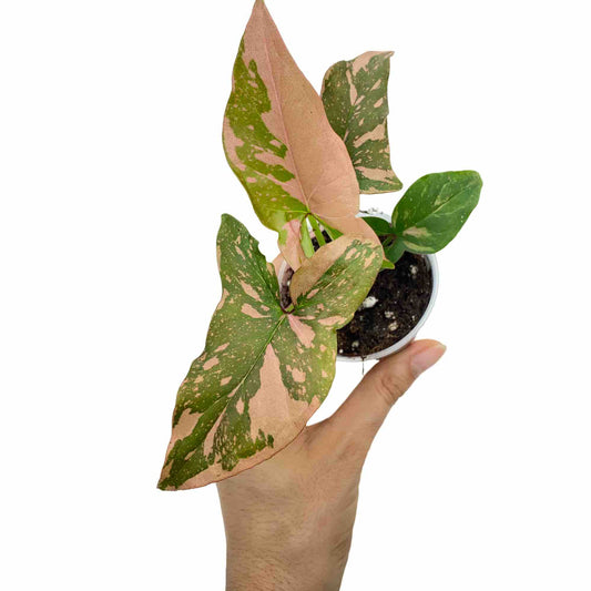 Syngonium Red Spot / Pink Splash