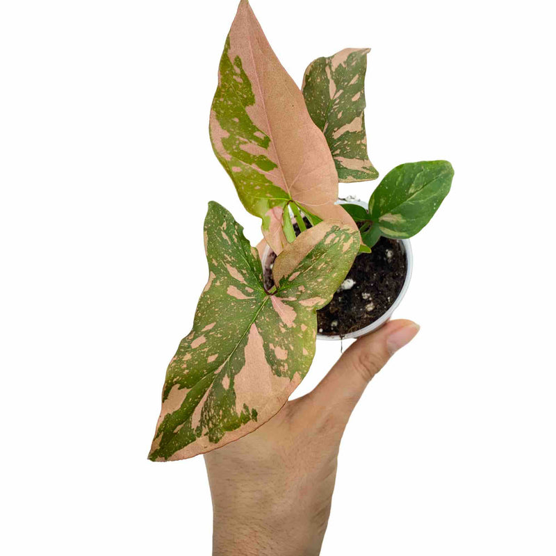 Syngonium Red Spot / Pink Splash