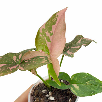 Syngonium Red Spot / Pink Splash