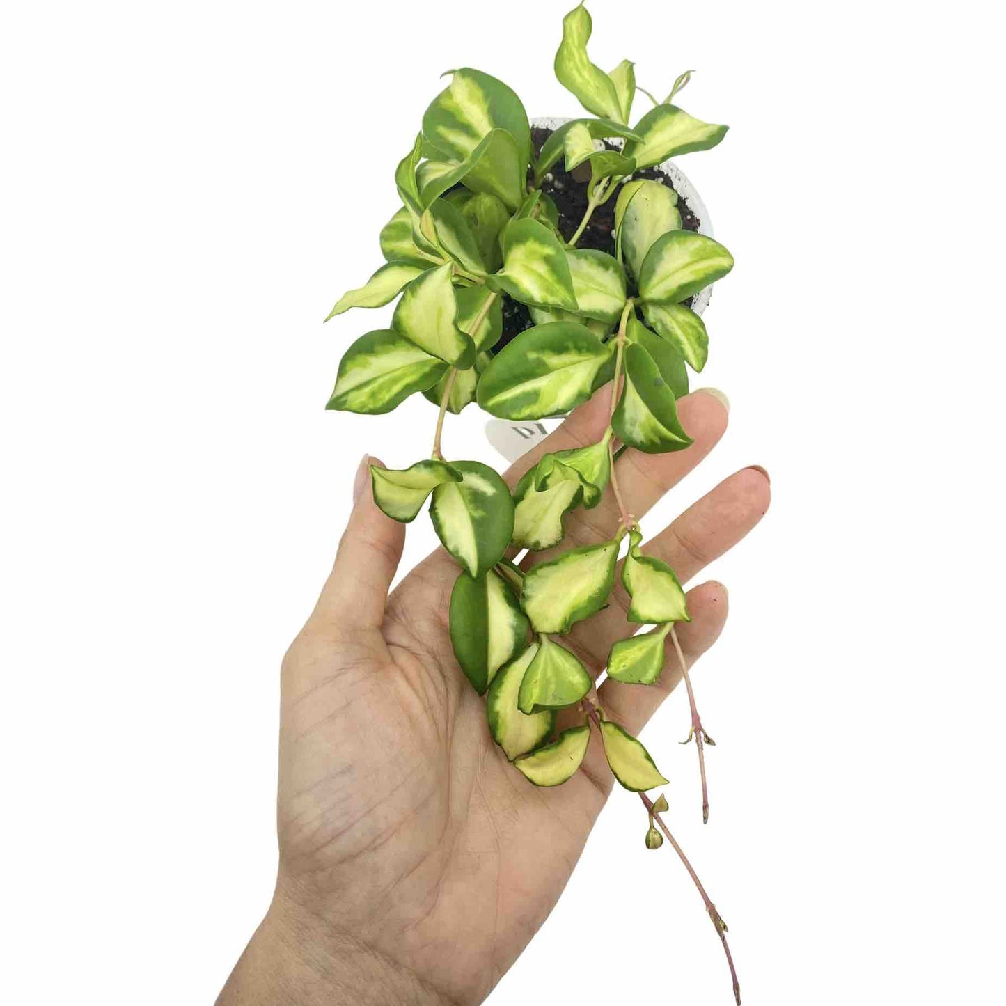 Hoya Heuschkeliana variegata