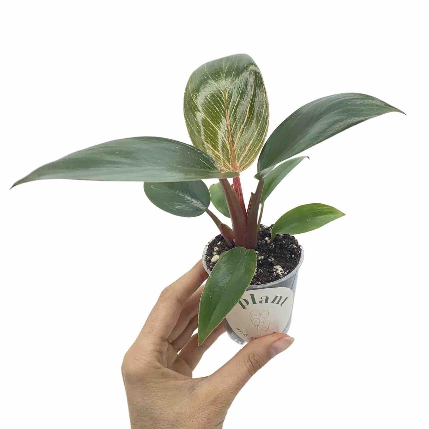 Philodendron Pink Birkin (Bikini)