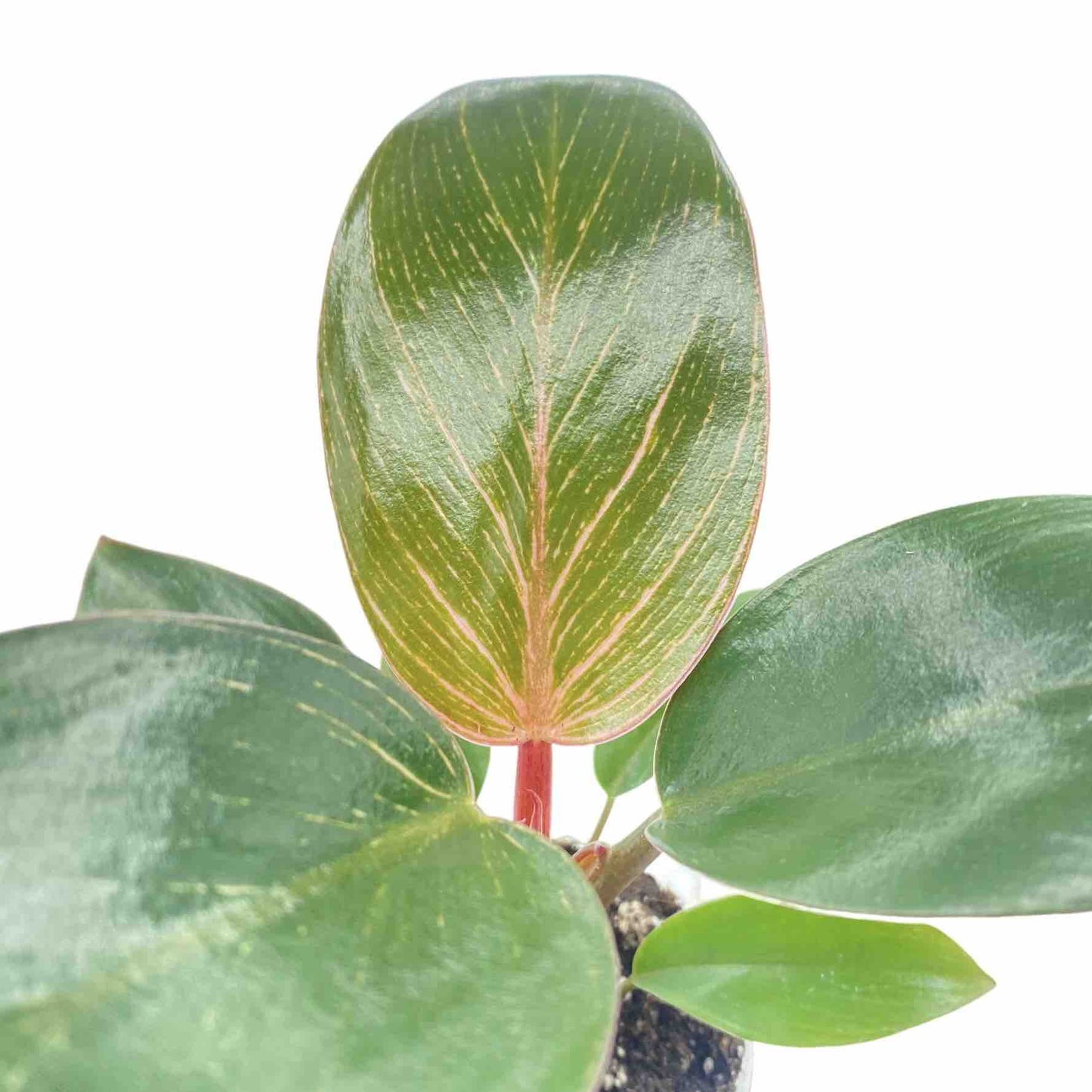 Philodendron Pink Birkin (Bikini)