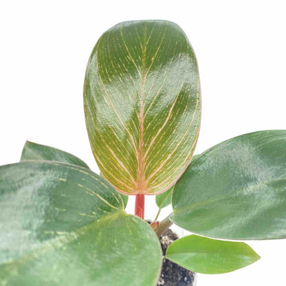 Philodendron Pink Birkin (Bikini)