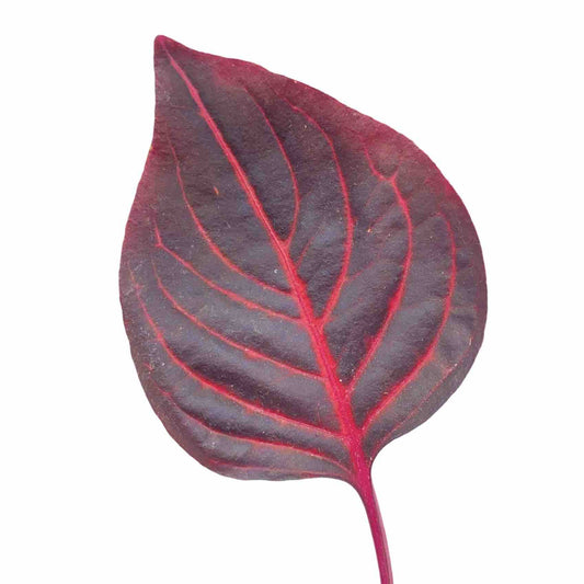 Gros plan sur une feuille pourpre foncé aux nervures rose fuchsia éclatantes d'un Iresine Herbstii sur fond blanc