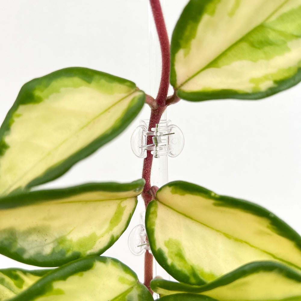 Une pince de tuteurage transparente supporte une tige rougeâtre et de grandes feuilles vertes et jaune clair