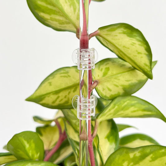 Pinces transparentes pour plante - Pince tuteurage transparente - Clips de support - Pinces de tuteurage pour plantes