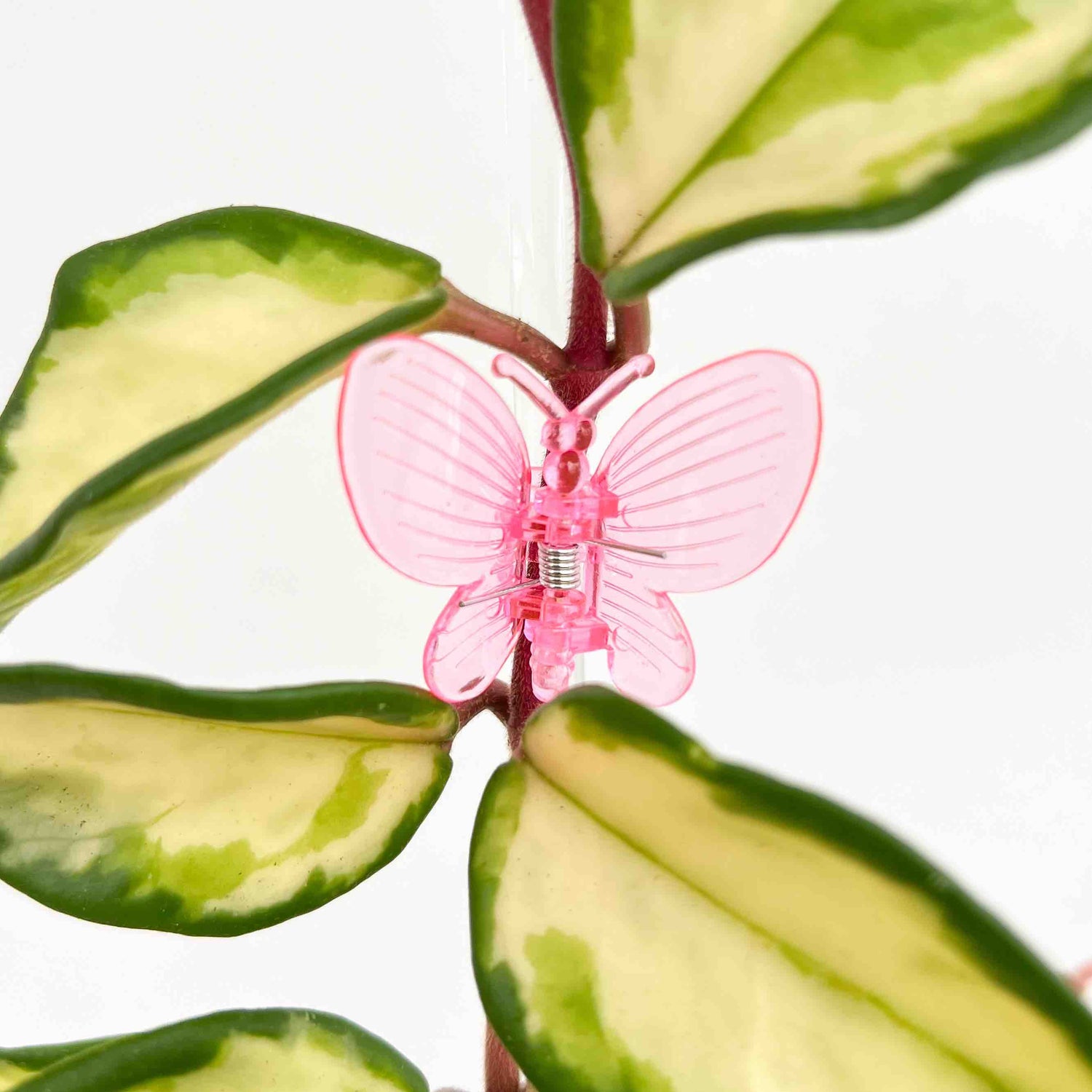 Une pince papillon rose transparente fixée sur la tige d'une plante aux feuilles panachées vertes et crème