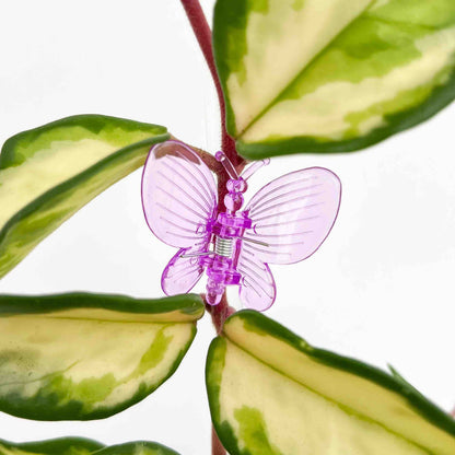 Pinces Papillon pour plante X10 - Pince tuteurage Papillon - Clips de support - Pinces de support pour plantes