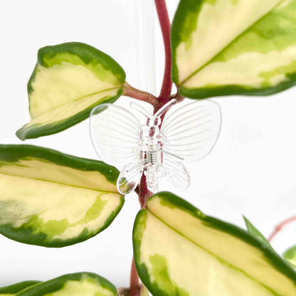 Pinces Papillon pour plante X10 - Pince tuteurage Papillon - Clips de support - Pinces de support pour plantes