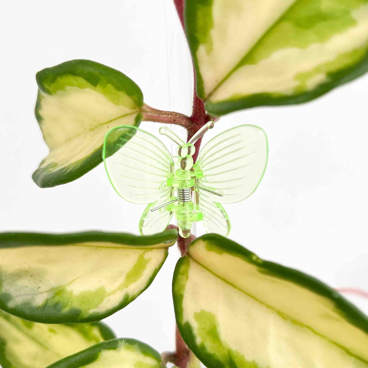 Pinces Papillon pour plante X10 - Pince tuteurage Papillon - Clips de support - Pinces de support pour plantes