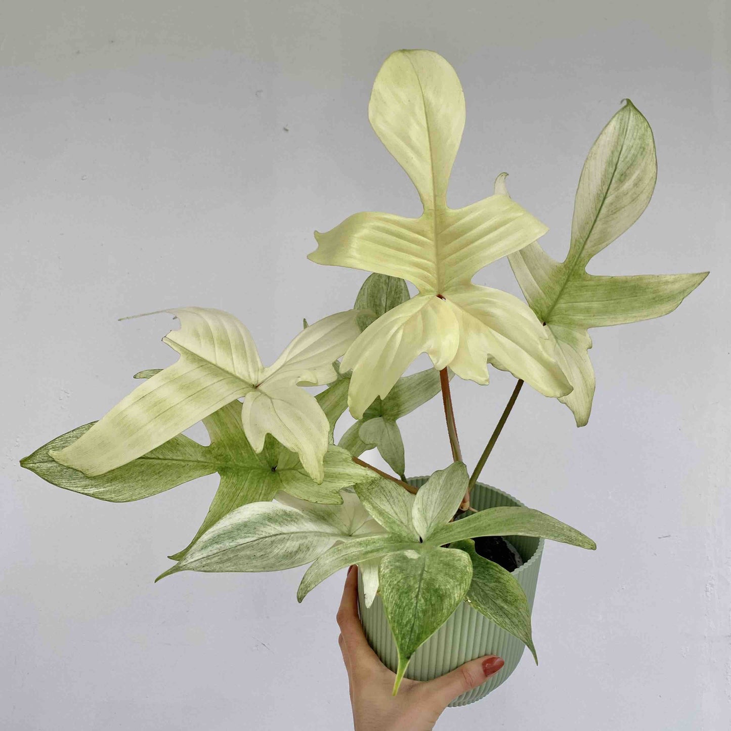 Magnifique Philodendron Florida Ghost aux feuilles lobées vert clair, avec des reflets crème, dans un pot strié vert pâle