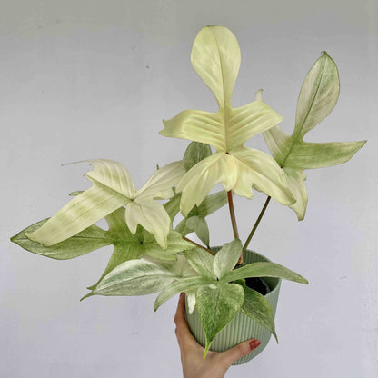 Magnifique Philodendron Florida Ghost aux feuilles lobées vert clair, avec des reflets crème, dans un pot strié vert pâle
