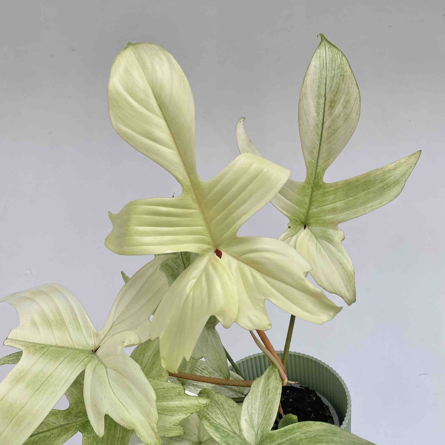 Magnifique Philodendron Florida Ghost avec de grandes feuilles panachées blanc crème et vert clair dans un pot cannelé vert pastel