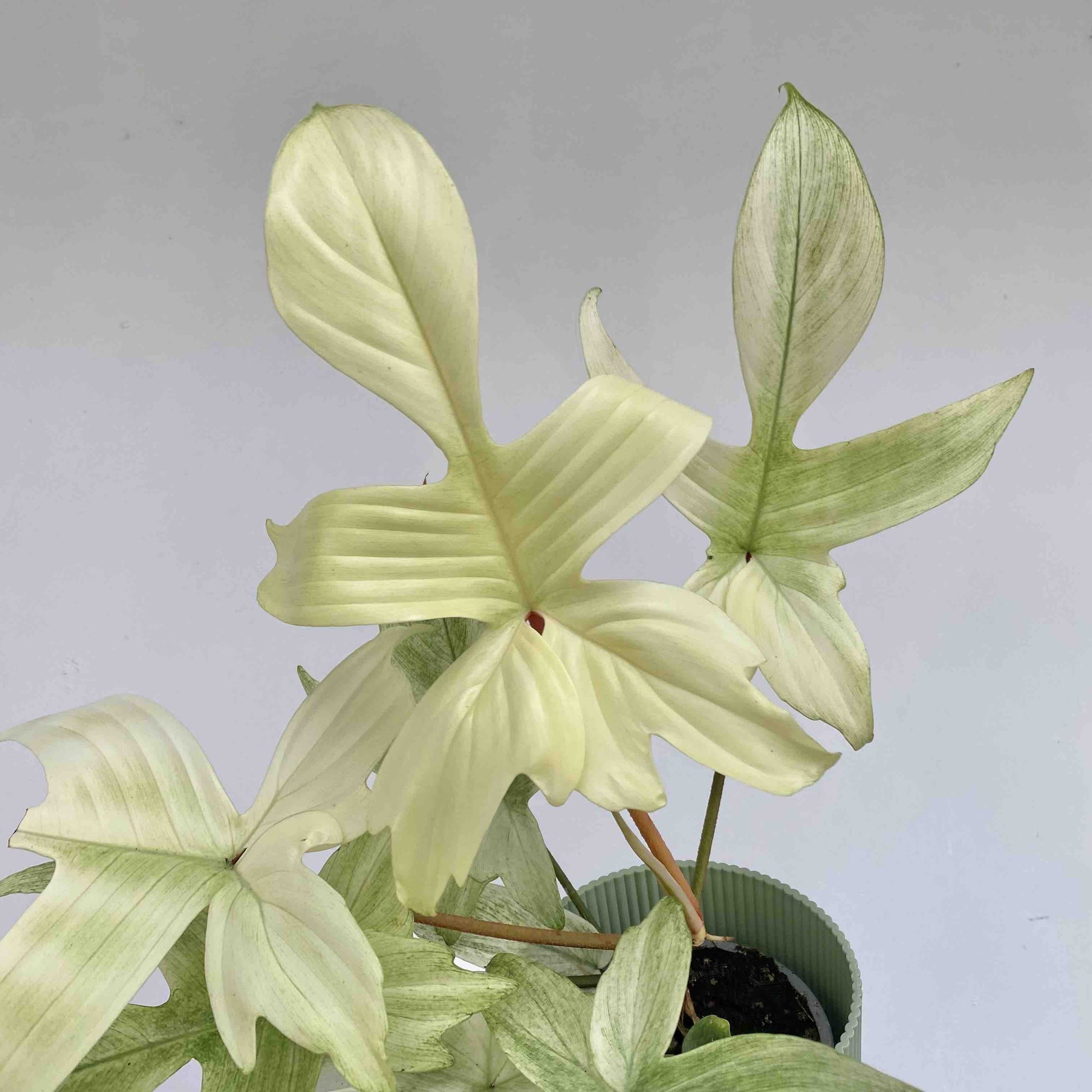 Magnifique Philodendron Florida Ghost avec de grandes feuilles panachées blanc crème et vert clair dans un pot cannelé vert pastel
