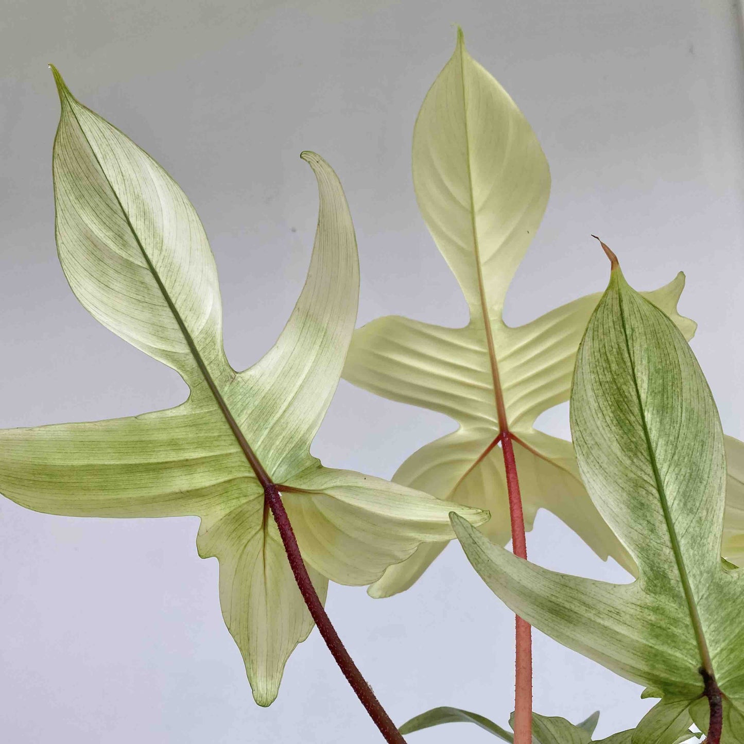 Feuillage palmé du Philodendron Florida Ghost avec de grandes feuilles vert pâle aux nervures distinctes