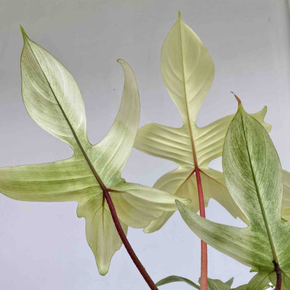 Feuillage palmé du Philodendron Florida Ghost avec de grandes feuilles vert pâle aux nervures distinctes