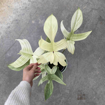 Un Philodendron Florida Ghost dans un pot noir, aux feuilles jeunes vert pâle et aux feuilles matures vert plus foncé