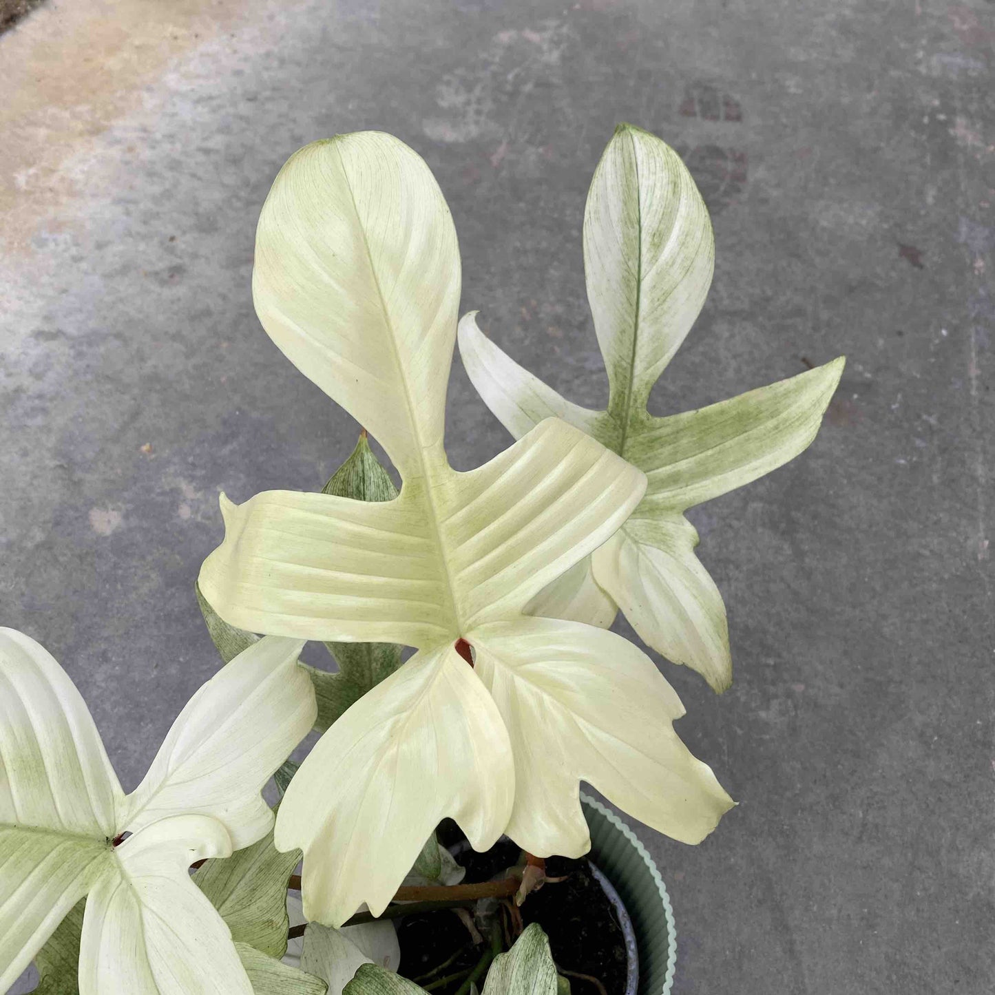 Philodendron Florida Ghost avec ses feuilles lumineuses panachées de blanc crème et vert pâle dans un pot nervuré