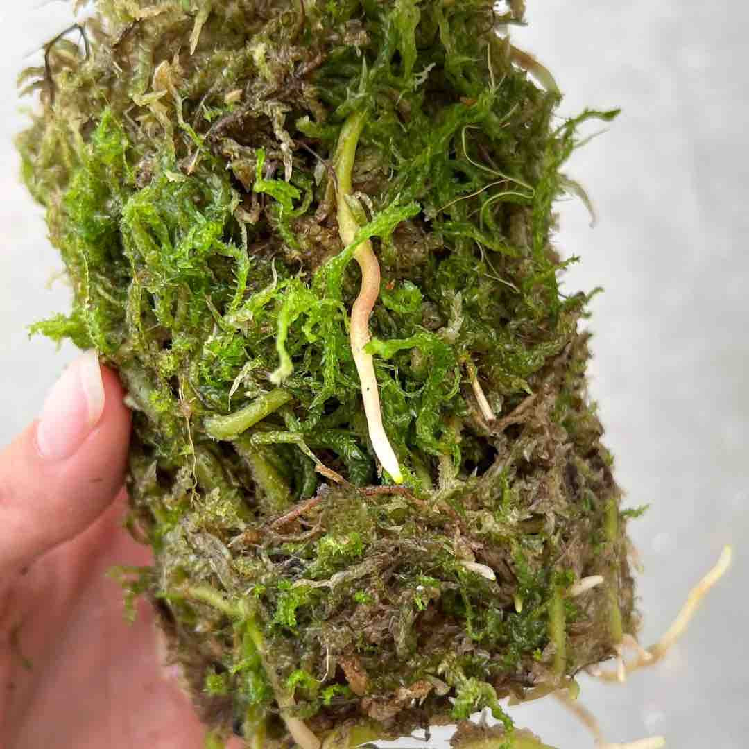 Pack Plant addict Sphaigne Vivante - Sphaigne pour plante - Mousse de sphaigne