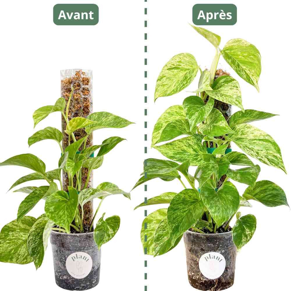 Pack of 3 transparent plant supports + 1m of free Velcro tape - Support for climbing plants
