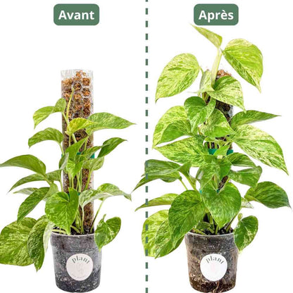 Pack of 3 transparent plant supports + 1m of free Velcro tape - Support for climbing plants