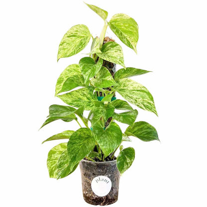 Pack of 3 transparent plant supports + 1m of free Velcro tape - Support for climbing plants