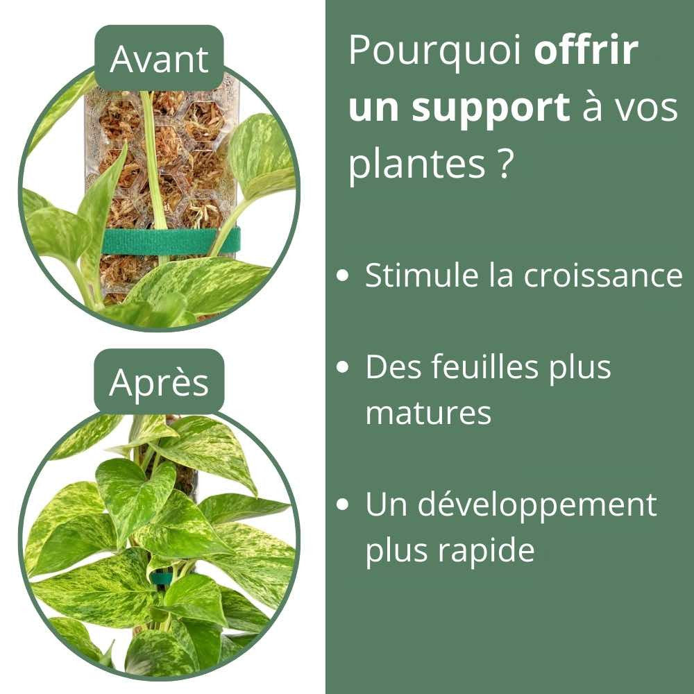 Pack of 3 transparent plant supports + 1m of free Velcro tape - Support for climbing plants