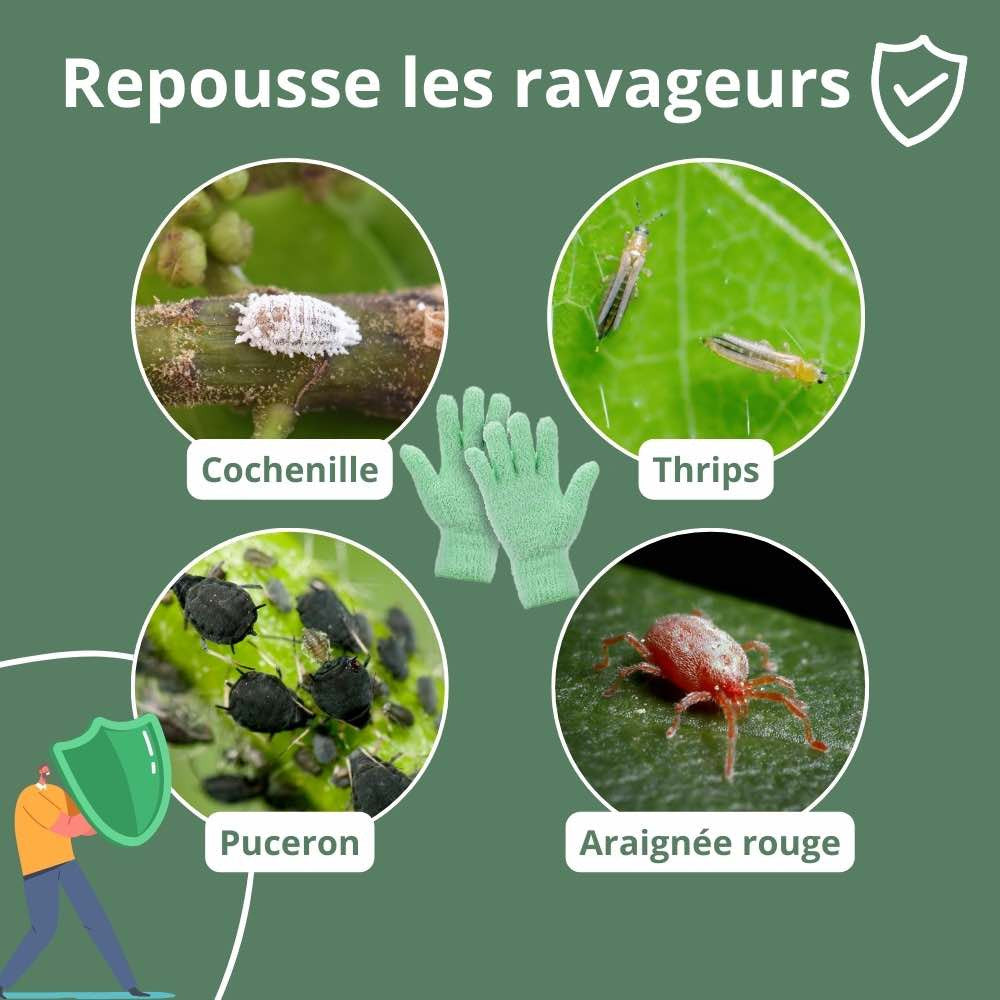 Savon noir concentré pour plantes - Solution Phytosanitaire Écologique