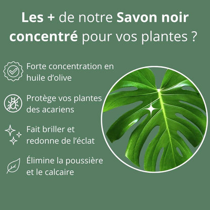 Savon noir concentré pour plantes - Solution Phytosanitaire Écologique