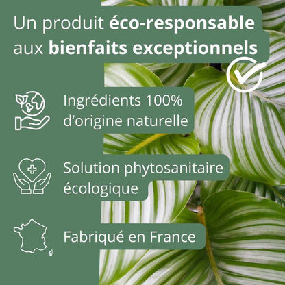 Savon noir concentré pour plantes - Solution Phytosanitaire Écologique