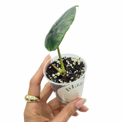 Alocasia Platinum