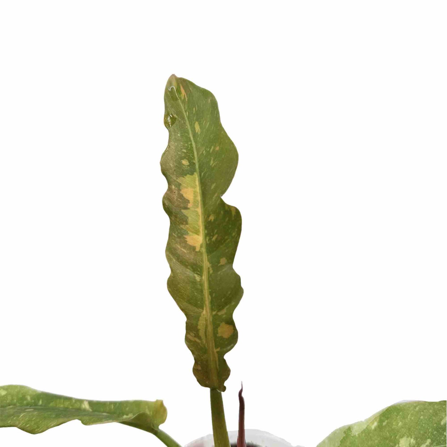 Philodendron Ring of fire - plantandstories