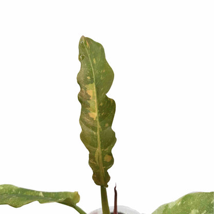 Philodendron Ring of fire - plantandstories