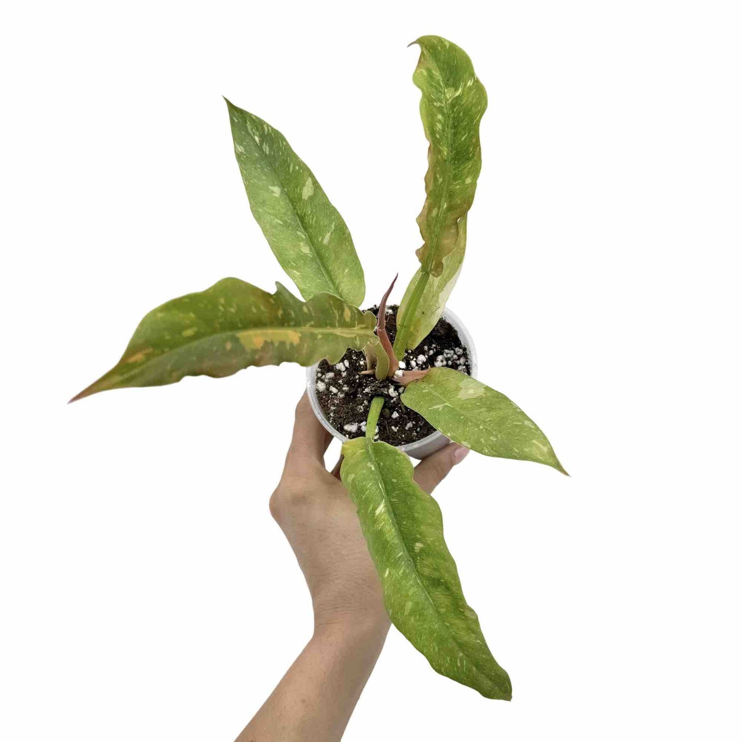Philodendron Ring of fire - plantandstories
