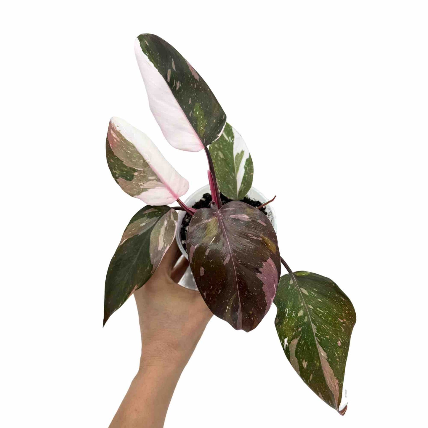Philodendron Red Anderson