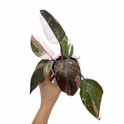 Philodendron Red Anderson